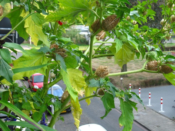 Balcony 2018 - Datura stramonium - 06.jpg