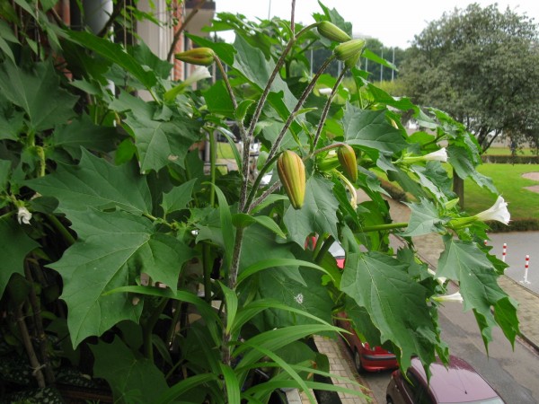 Balcony 2018 - Datura stramonium & Tiger Lily - 01.jpg