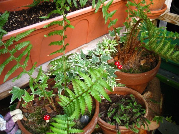 Balcony 2018 - Ferns & Ivy - 01.jpg