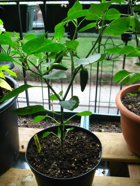 Balcony 2018 - peppers - Jalepeno - 01.jpg