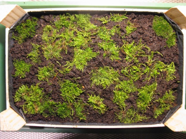 moss garden - 03.jpg