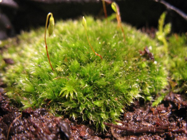 moss garden - 05.jpg