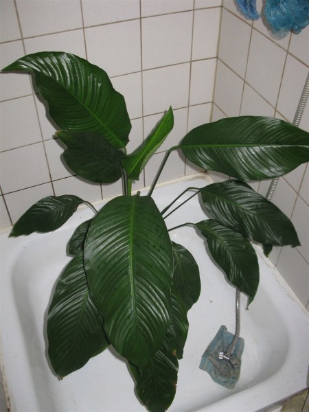 20240513 - Spathiphyllum - 01.jpg