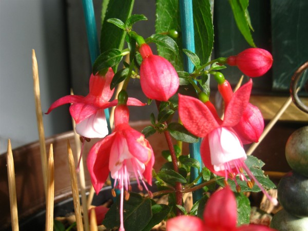 20240530 - Fuchsia - 04.jpg