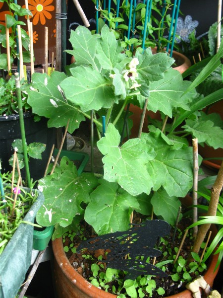 20240603 - Hyoscyamus albus - 04.jpg