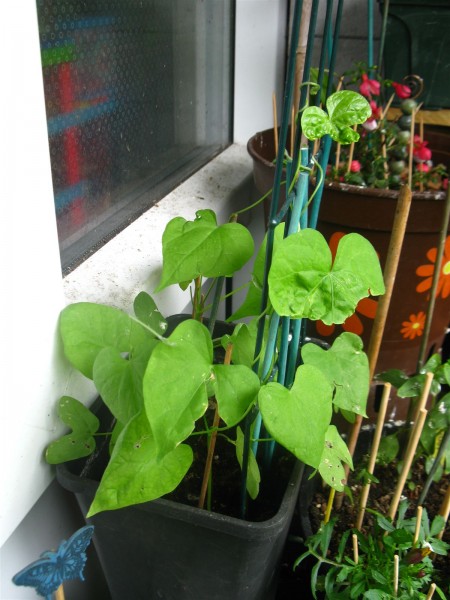 20240603 - Ipomoea purpurea 'Venice Pink'- 02.jpg