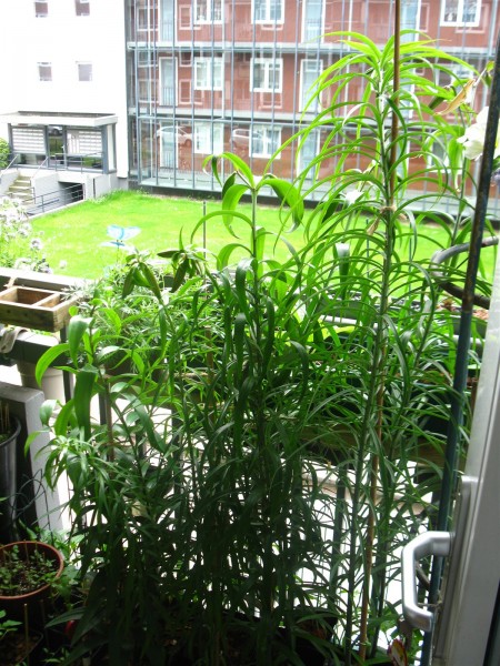 20240603 - Lilium Bulbs - 04.jpg