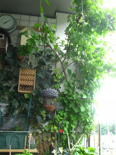 20240603 - Solanum dulcamara - 04.jpg