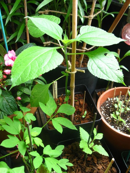 20240603 - Tithonia rotundifolia - 01.jpg