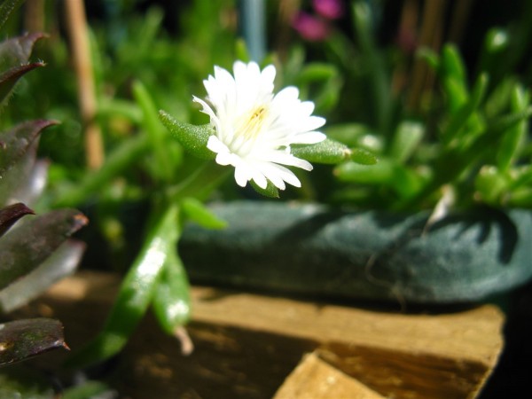 20240608 - Delosperma 'Jewel of Desert Moonstone' - 01.jpg