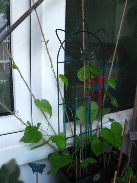 20240609 - Ipomoea purpurea 'Venice Pink'- 03.jpg