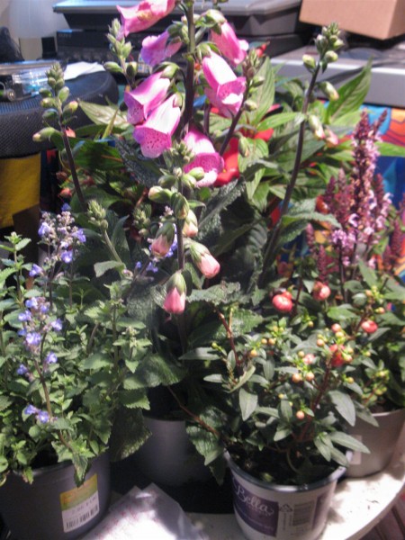 20240609 - plant haul - 02.jpg