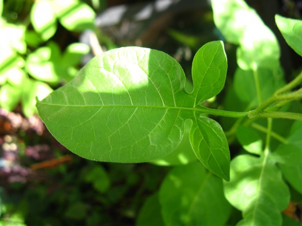 20240611 - Solanum dulcamara - 05.jpg