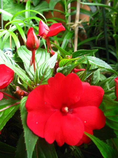 20240612 - Impatiens 'New Guinea' - 06.jpg