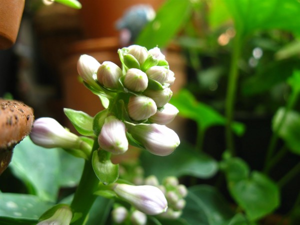 20240614 - Hosta 'Blue Mouse Ears' - 01.jpg