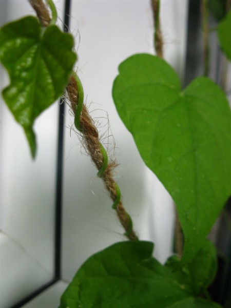 20240614 - Ipomoea purpurea 'Venice Pink'- 06.jpg