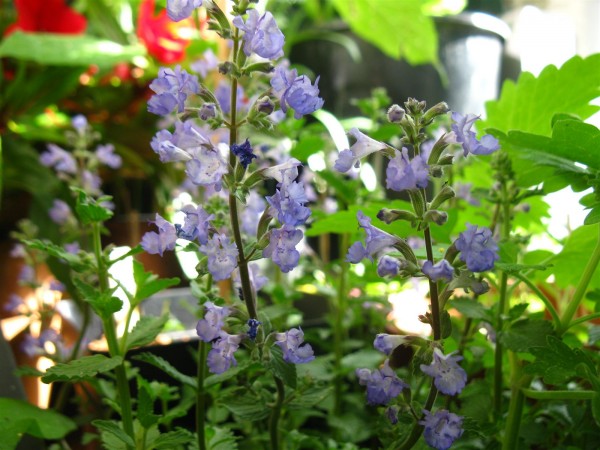 20240614 - Nepeta - 02.jpg