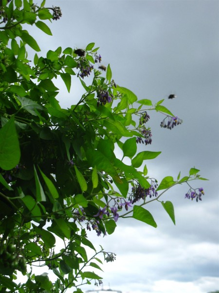 20240614 - Solanum dulcamara - 06.jpg