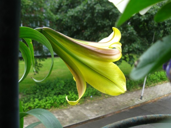 20240617 - Lilium 'Golden Splendour' - 02.jpg