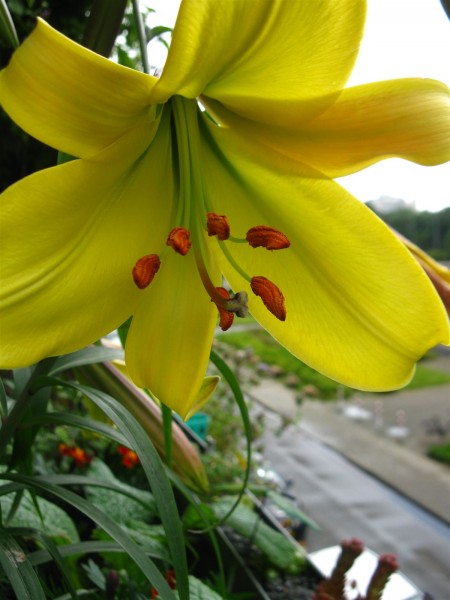 20240617 - Lilium 'Golden Splendour' - 03.jpg