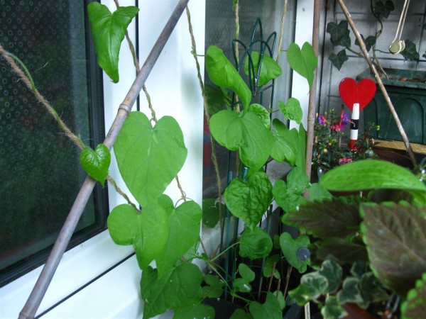 20240619 - Ipomoea purpurea 'Venice Pink'- 07.jpg