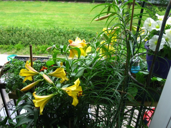 20240620 - Lilium 'Golden Splendour' - 05.jpg