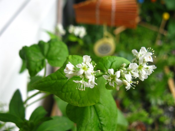 20240701 - Fagopyrum esculentum - 01.jpg