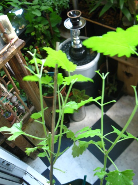 20240702 - Nepeta cataria - 01.jpg