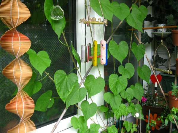 20240703 - Ipomoea purpurea 'Venice Pink'- 09.jpg