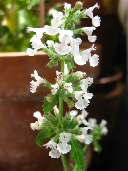 20240707 - Nepeta cataria - 03.jpg