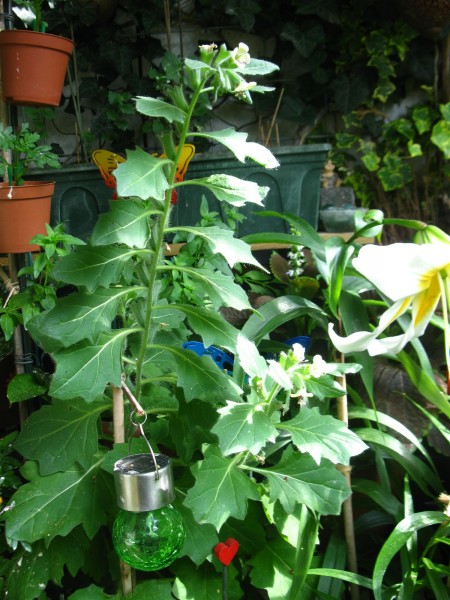 20240710 - Hyoscyamus albus - 06.jpg