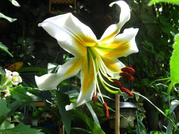 20240710 - Lilium 'Mister Pistache' - 02.jpg