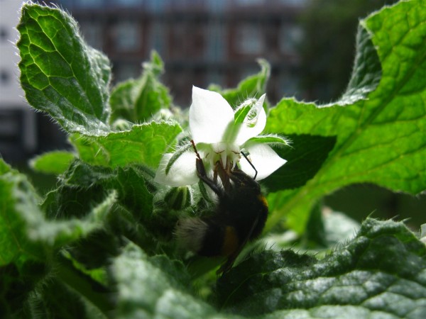 20240716 - Borago officinalis 'alba' - 04.jpg