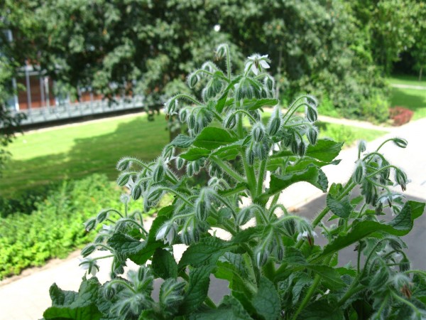 20240722 - Borago officinalis 'alba' - 06.jpg