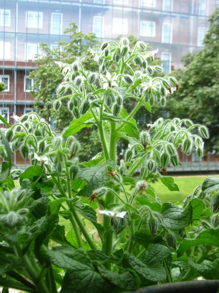 20240726 - Borago officinalis 'alba' - 07.jpg