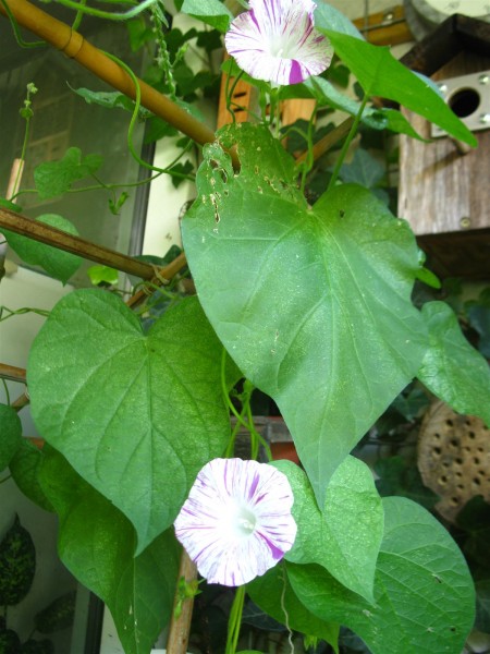 20240816 - Ipomoea purpurea 'Venice Pink'- 10.jpg