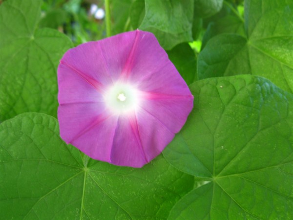 20240816 - Ipomoea 'X' - 02.jpg