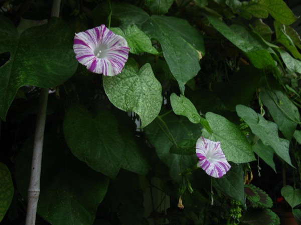 20240905 - Ipomoea purpurea 'Venice Pink'- 11.jpg