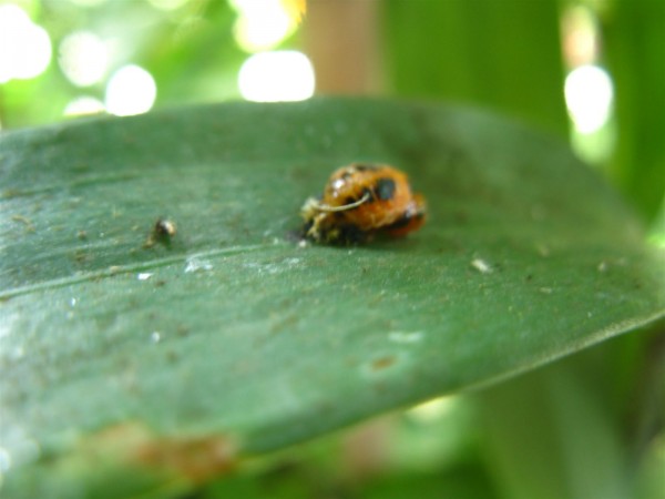 20240916 - ladybug - 05.jpg