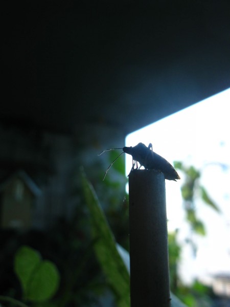 20241025 - Troilus luridus - 02.jpg