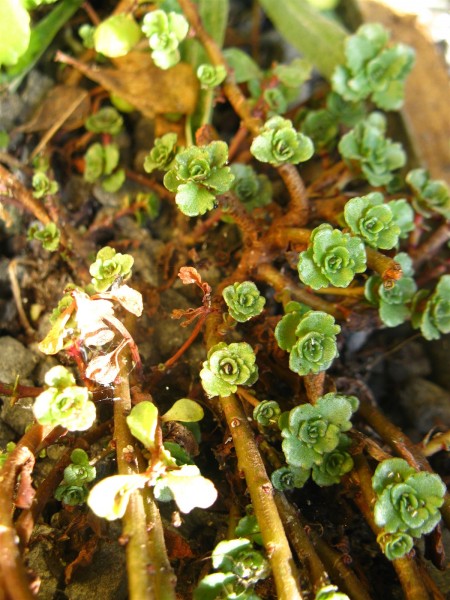 20241026 - Sedum floriferum 'Weihenstephaner Gold'.jpg