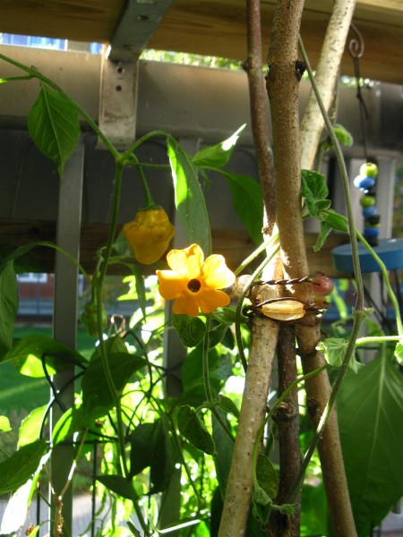 20241026 - Thunbergia alata - 03.jpg