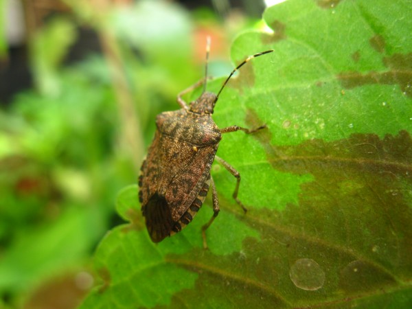 20241026 - Troilus luridus - 04.jpg