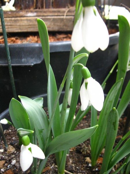 20250220 - Galanthus elwesii - 02.jpg