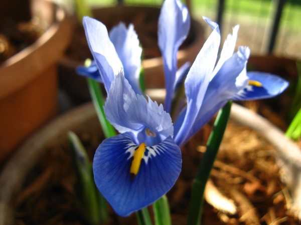 20250223 - Iris reticulata 'Alida' - 03.jpg