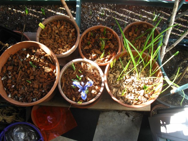 20250223  - Sping bulbs - 01.jpg