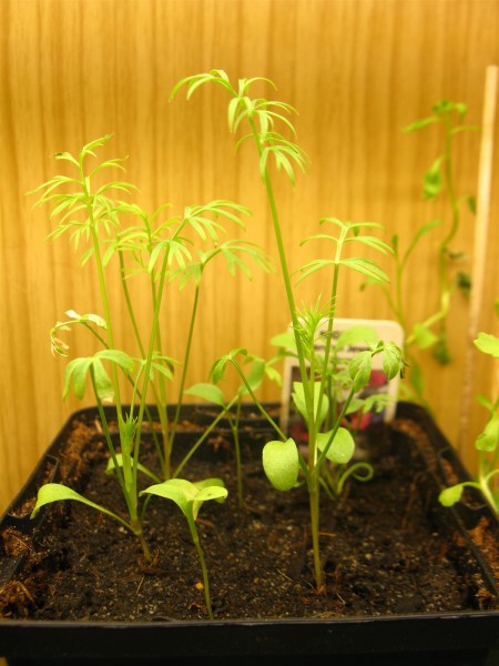 20250316 - nigella damascena persian jewels - 01.jpg