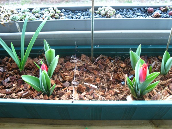 20250319 - Tulipa 'Scarlet baby' - 01.jpg