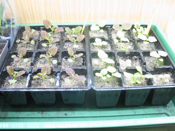 20250323 - Coleus - 05.jpg