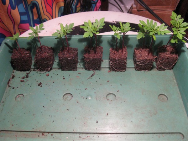 20250323 - Tagetes patula 'Disco red' - 03.jpg